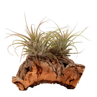 Luftpflanzen - Tillandsia - Tillandsien auf Holz-Halterung - Tillandsia