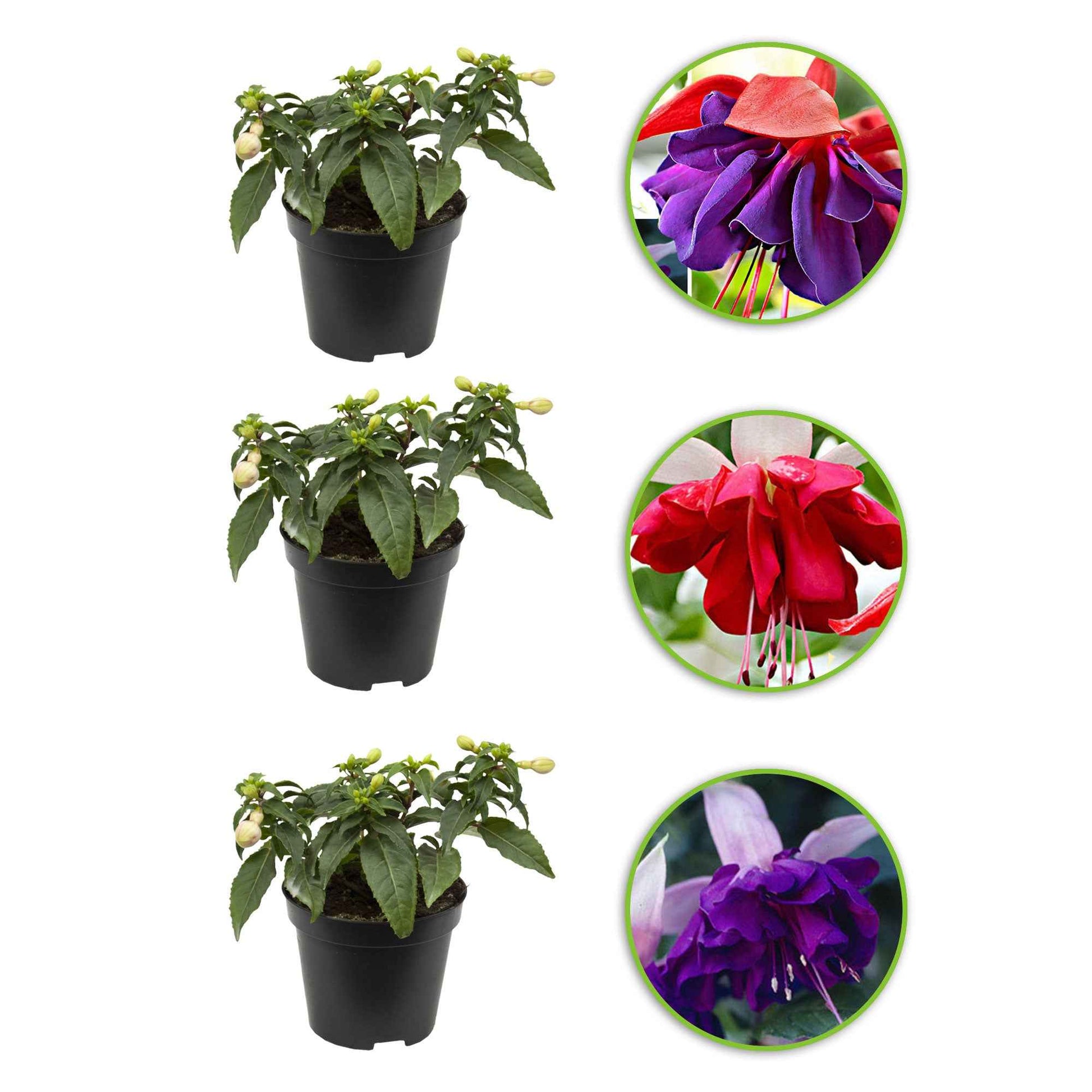 Fuchsien Mischung 'Seventh Heaven' + 'Voodoo' + 'Royal Mosaic' (x3) - Fuchsia Royal Mosaic, Voodoo, Seventh Heaven - Bakker