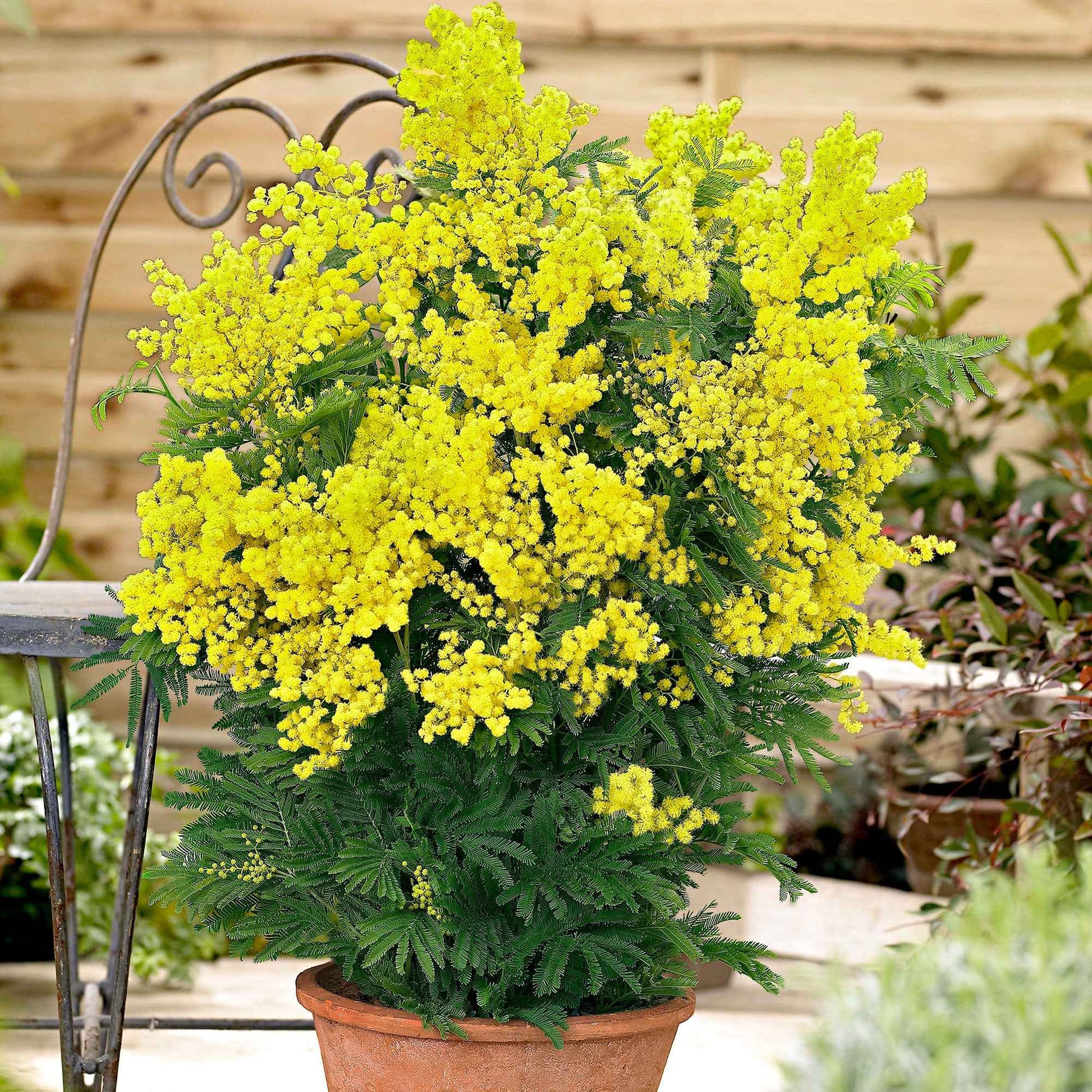Verkauf Silber-Akazie - Acacia dealbata