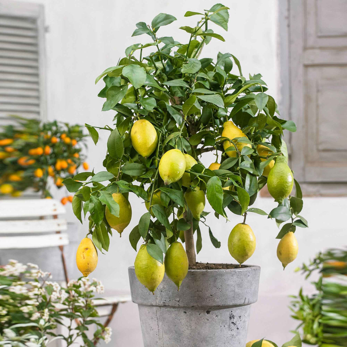 Zitrus-Kollektion Kumquat & Zitronenbaum (x2) - Citrus lemon vulcan + fortunella - Bakker