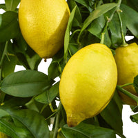 Zitronen-Bäumchen 'Vulcan' - Citrus limon vulcan - Bakker