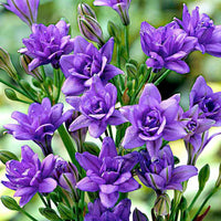 Sternblume 'Royal Blue' (x15) - Bakker