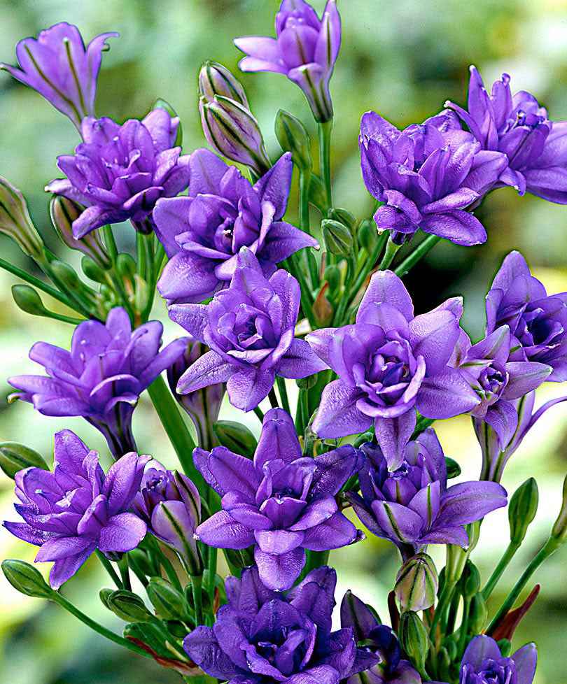 Sternblume 'Royal Blue' (x15) - Bakker