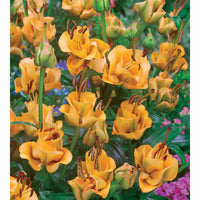 Asiatische Lilie 'Apricot Fudge' (x3) - Lilium apricot fudge - Bakker