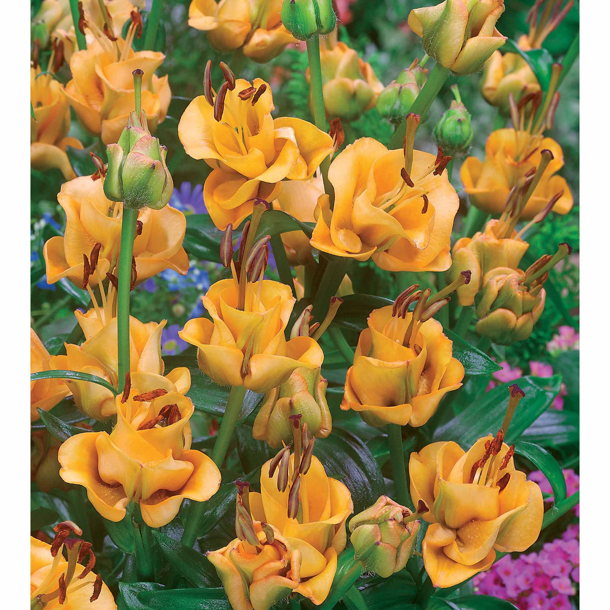 Asiatische Lilie 'Apricot Fudge' (x3) - Lilium apricot fudge - Bakker
