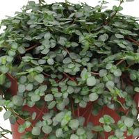 Kanonierblume - Pilea glaucophylla - Bakker