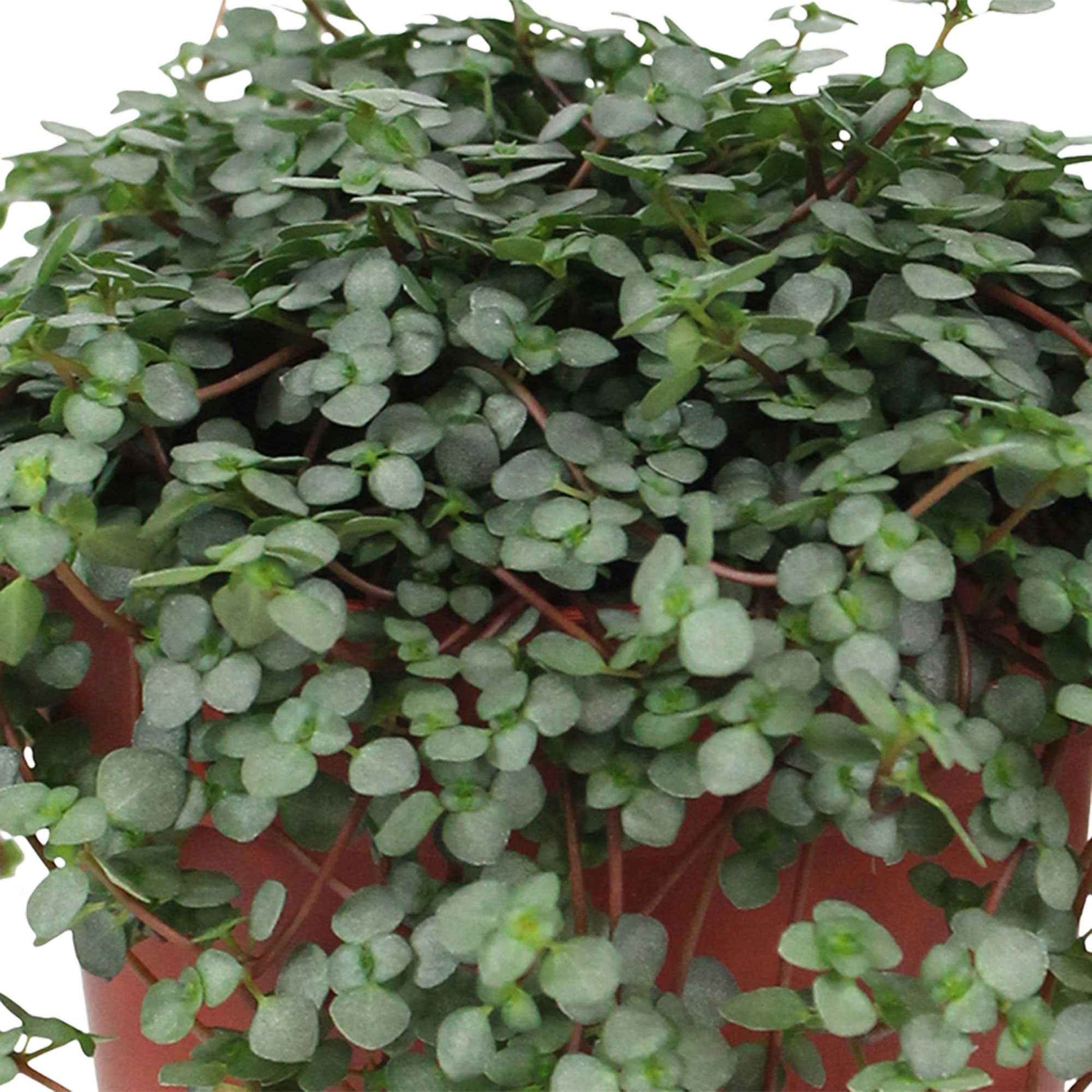 Kanonierblume - Pilea glaucophylla - Bakker
