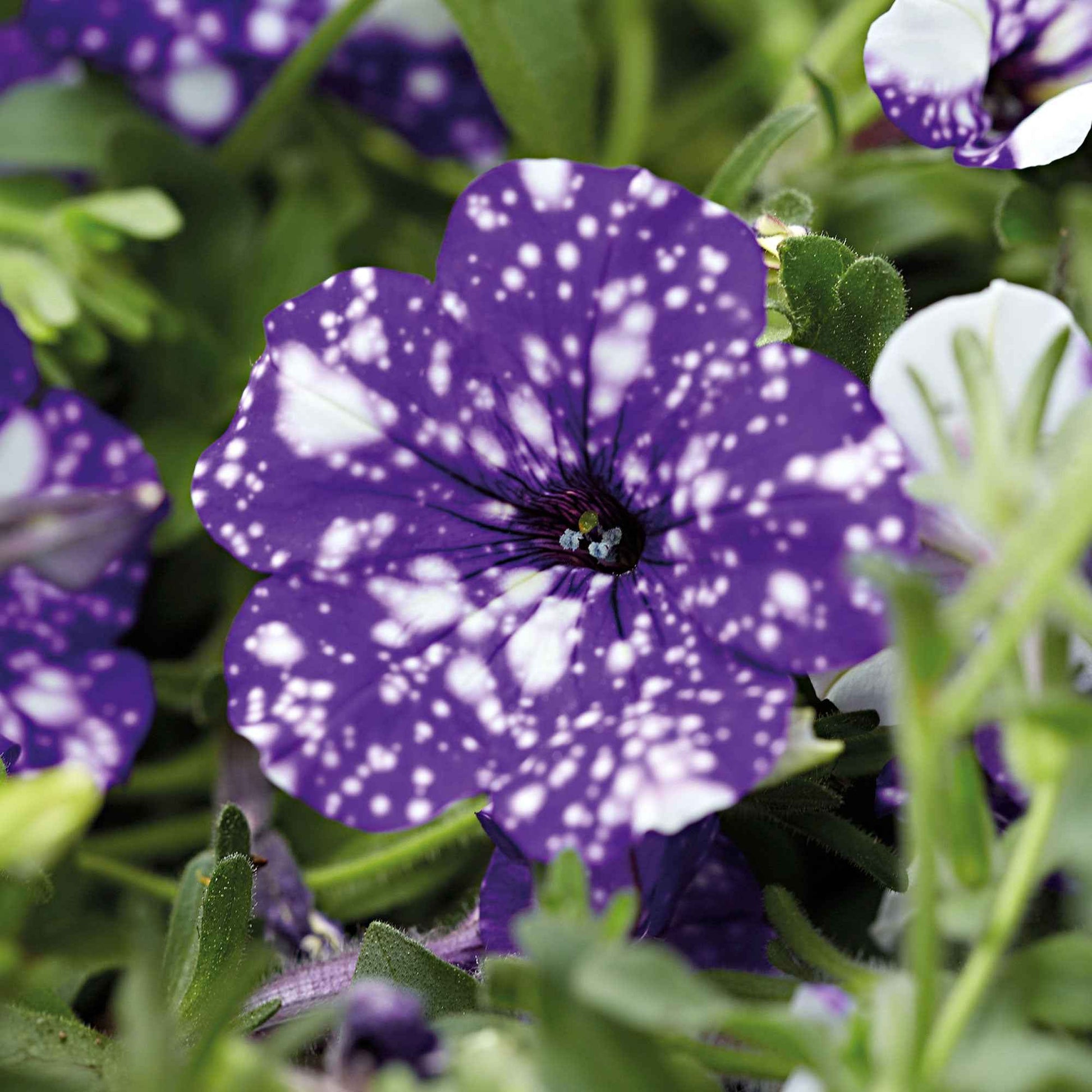 Petunia Nightsky - Petunien 'Night Sky' (x3) - Petunien und Calibrachoa