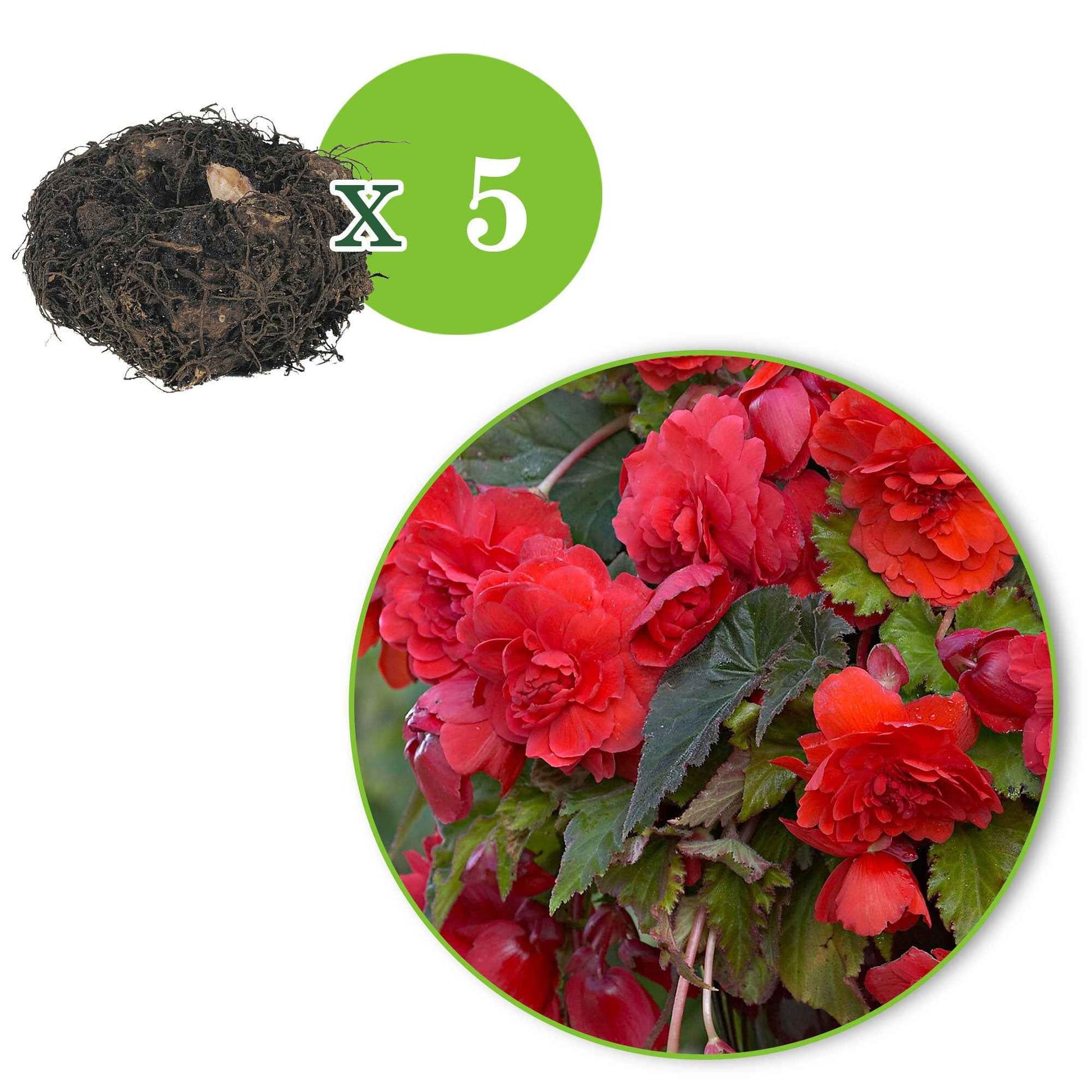 Duft-Begonie 'Red Glory' (x5) - Begonia odorata red glory - Bakker