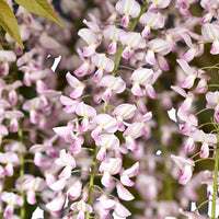 Japanischer Blauregen 'Rosea' - Wisteria sinensis Rosea - Bakker