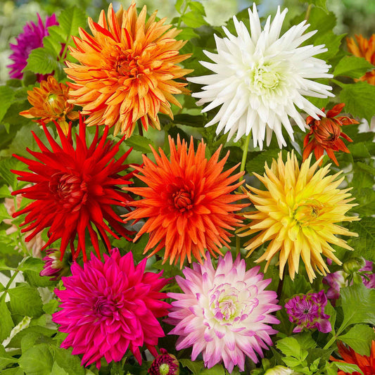 Dahlie Mischung 'Cactus' (x10) - Bakker