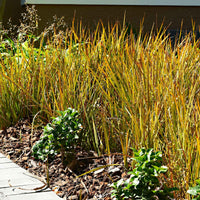 Sumpfbinse - Carex - Rote Garten-Segge 'Prairie Fire' - Carex testacea prairie fire