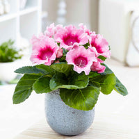 Gloxinie rosa - Bakker