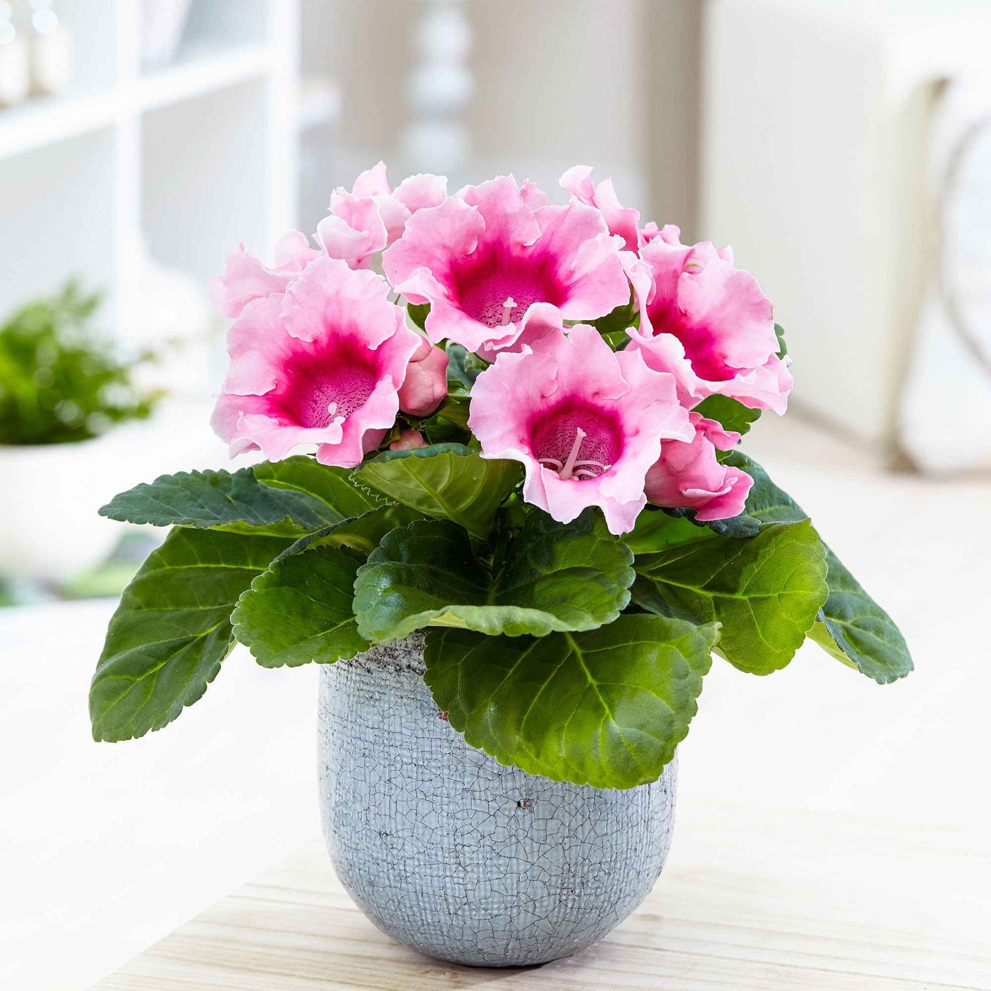 Gloxinie rosa - Bakker
