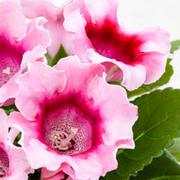 Gloxinie rosa - Sinningia speciosa pink - Bakker