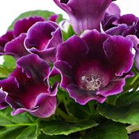 Sinningia speciosa Lila - Sinningia speciosa purple - Bakker