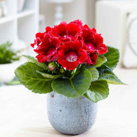 Gloxinie rot - Bakker
