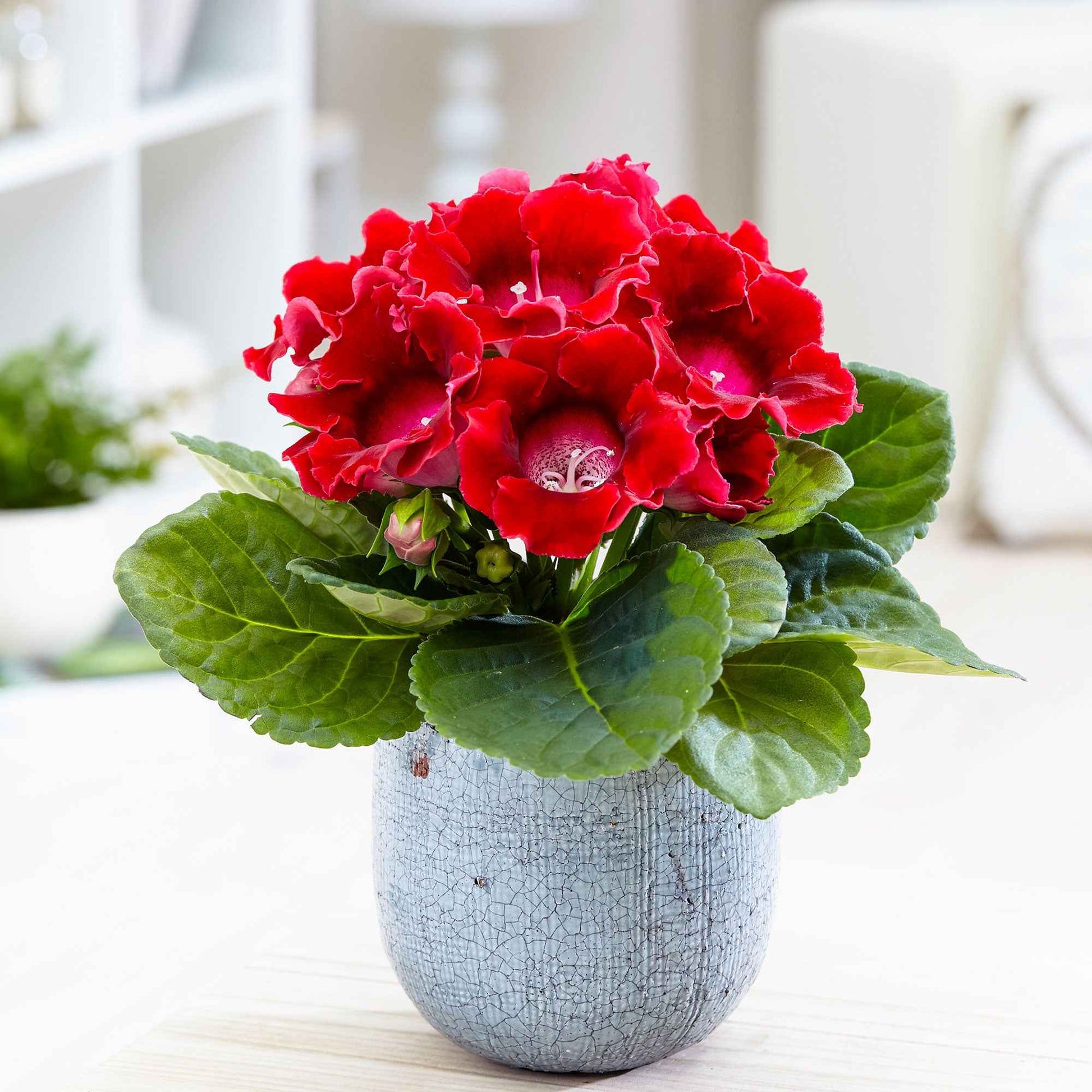 Gloxinie rot - Bakker