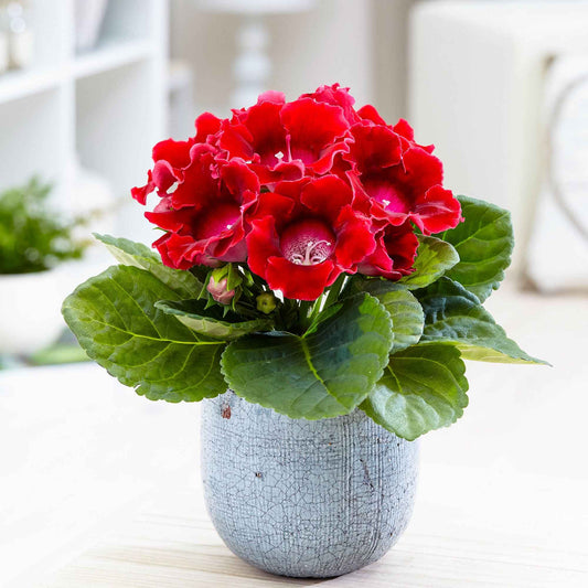 Gloxinie rot - Bakker