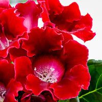 Gloxinie rot - Sinningia speciosa red - Bakker
