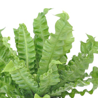 Grüne Zimmerpflanzen - Nestfarn 'Crispy Wave' - Asplenium nidus crispy wave