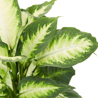 Dieffenbachia 'Camilla' - Dieffenbachia Camilla - Bakker