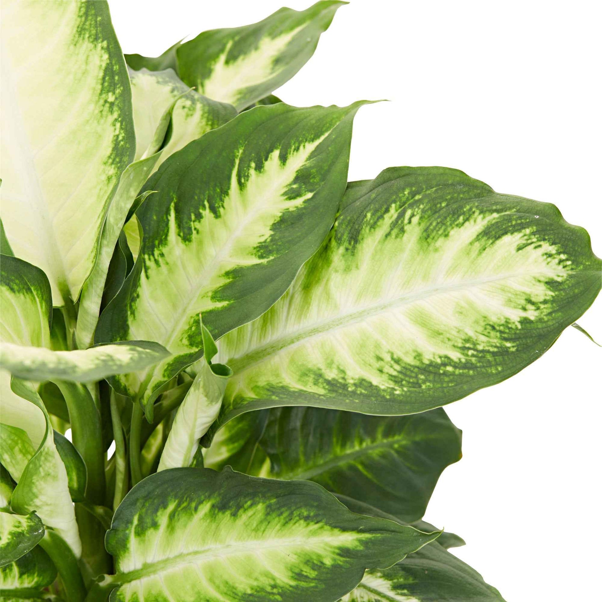 Dieffenbachia 'Camilla' - Dieffenbachia Camilla - Bakker