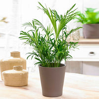 Bergpalme - Chamaedorea elegans - Bakker