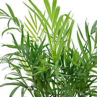 Zimmerpalmen - Bergpalme - Chamaedorea elegans