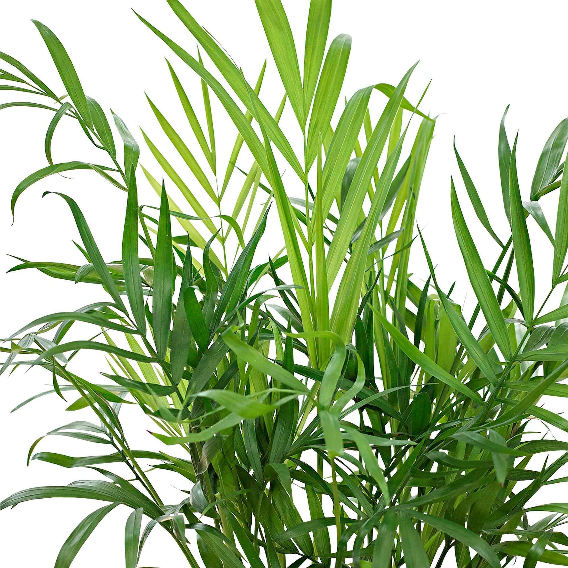 Zimmerpalmen - Bergpalme - Chamaedorea elegans