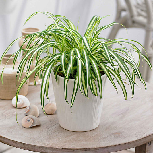 Grünlilie Chlorophytum 'Atlantic' - Bakker