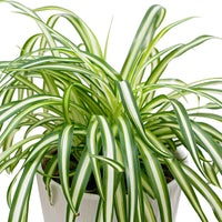 Grünlilie Chlorophytum 'Atlantic' - Chlorophytum comosum atlantic - Bakker