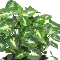 Purpurtute 'Pixie' - Syngonium pixie - Bakker