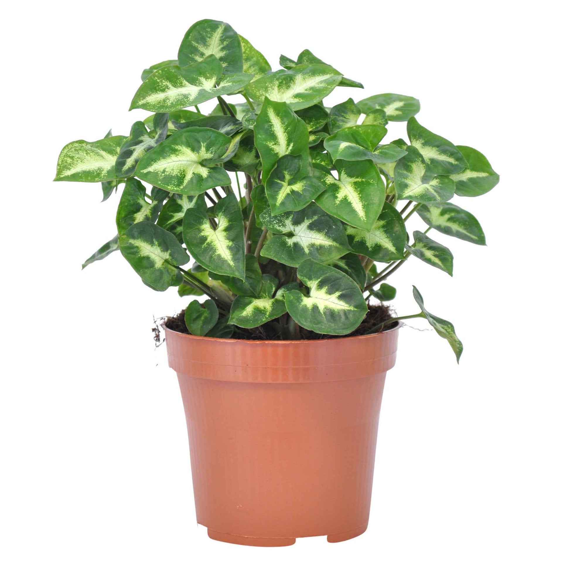 Syngonium pixie - Purpurtute 'Pixie' - Syngonium