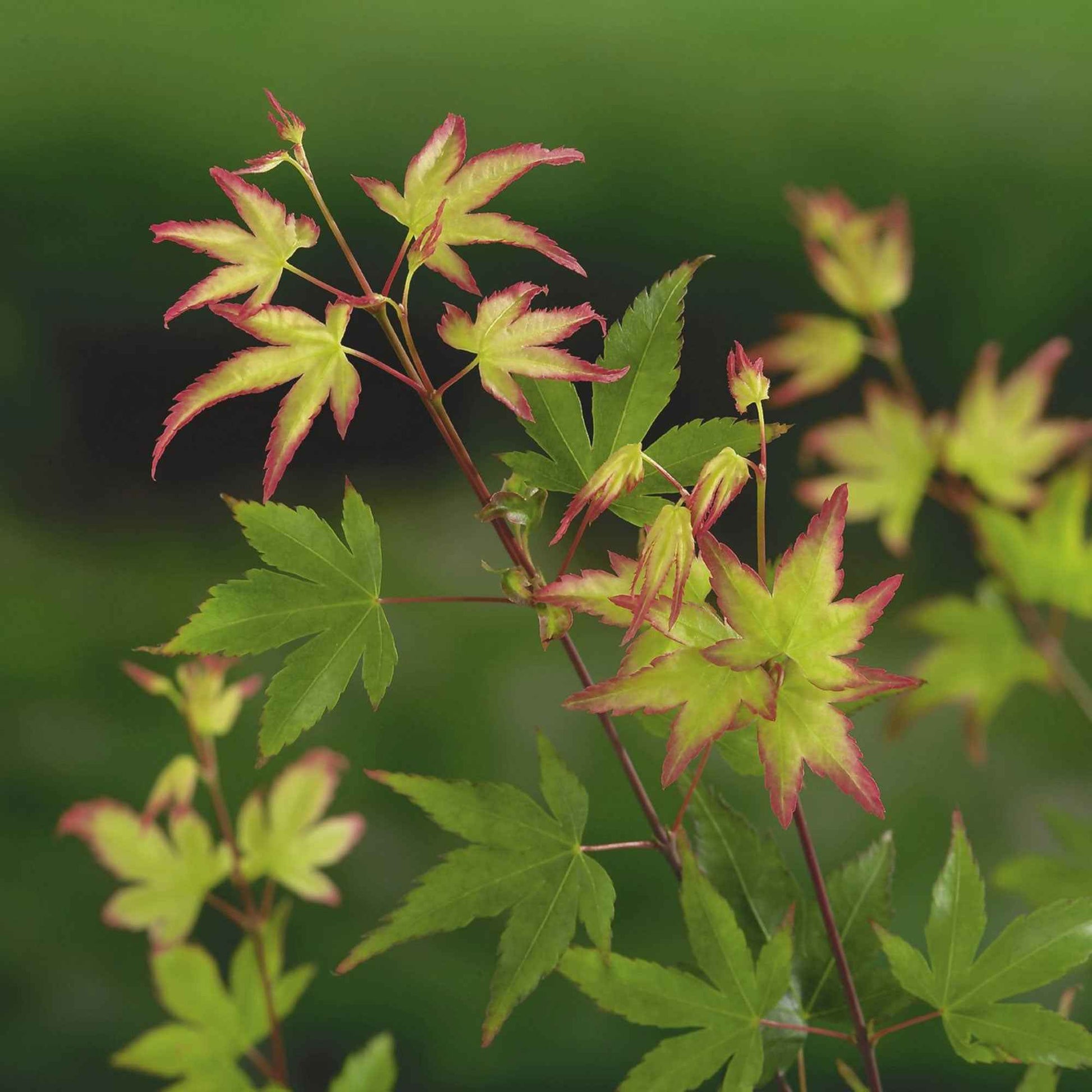 Acer palmatum little princess - Fächerahorn 'Little Princess' - Japanischer Ahorn