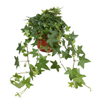 Gemeiner Efeu 'Pittsburgh' - Hedera helix Pittsburgh - Bakker