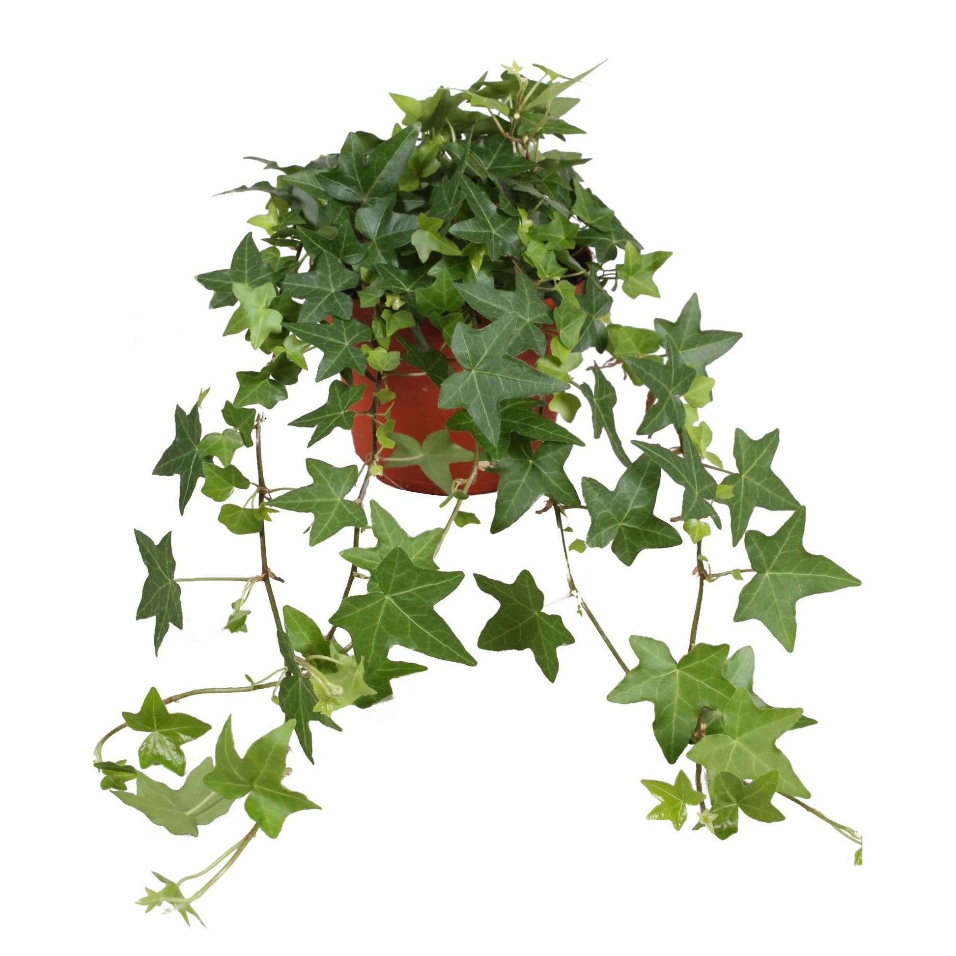 Gemeiner Efeu 'Pittsburgh' - Hedera helix Pittsburgh - Bakker