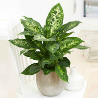 Dieffenbachie 'Compacta' - Dieffenbachia compacta - Bakker