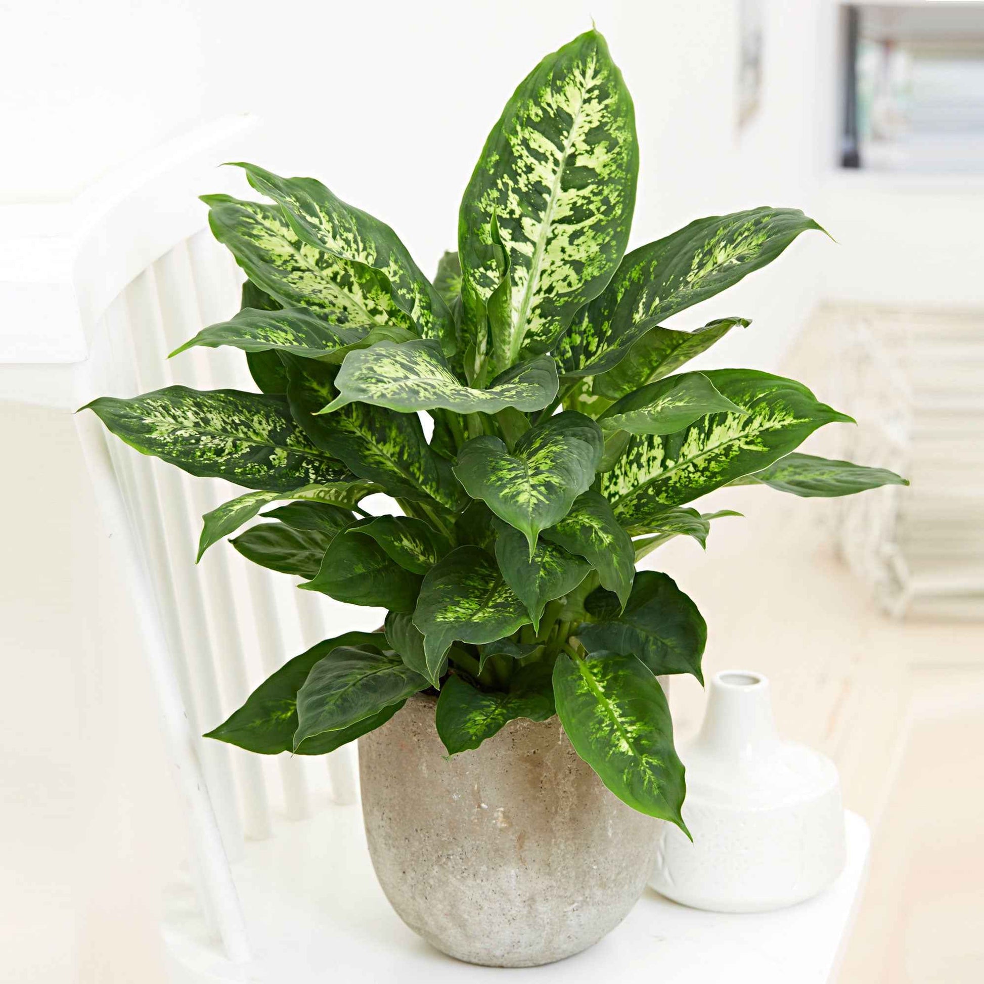 Dieffenbachie 'Compacta' - Dieffenbachia compacta - Bakker