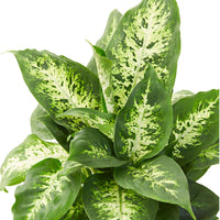 Dieffenbachia compacta - Dieffenbachie 'Compacta' - Dieffenbachia - Dieffenbachie