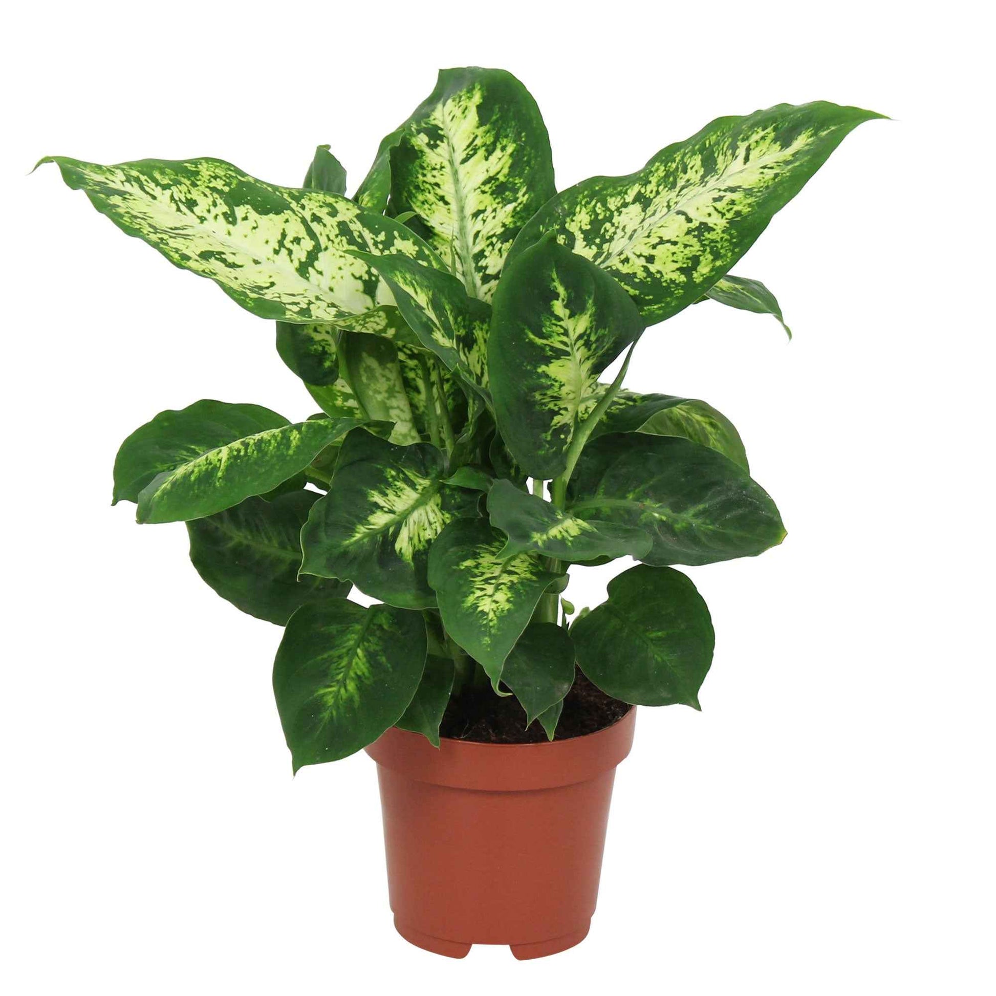 Dieffenbachia - Dieffenbachie - Dieffenbachie 'Compacta' - Dieffenbachia compacta