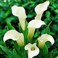 Gefleckte Calla (x2) - Zantedeschia albomaculata - Bakker