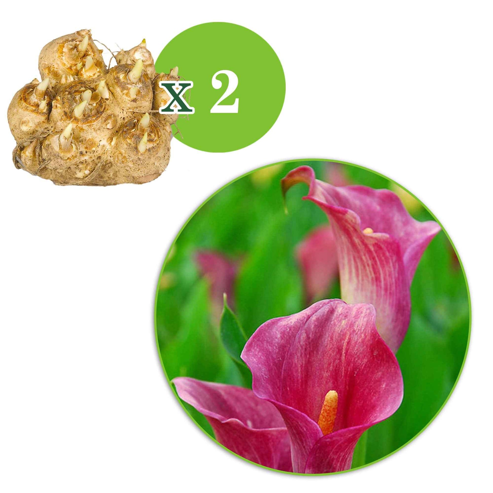 Aronstab-Zwiebeln - Rehmann-Calla rosa (x2) - Zantedeschia rehmannii
