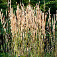 Reitgras ‘Overdam’ - Calamagrostis acutiflora overdam - Bakker
