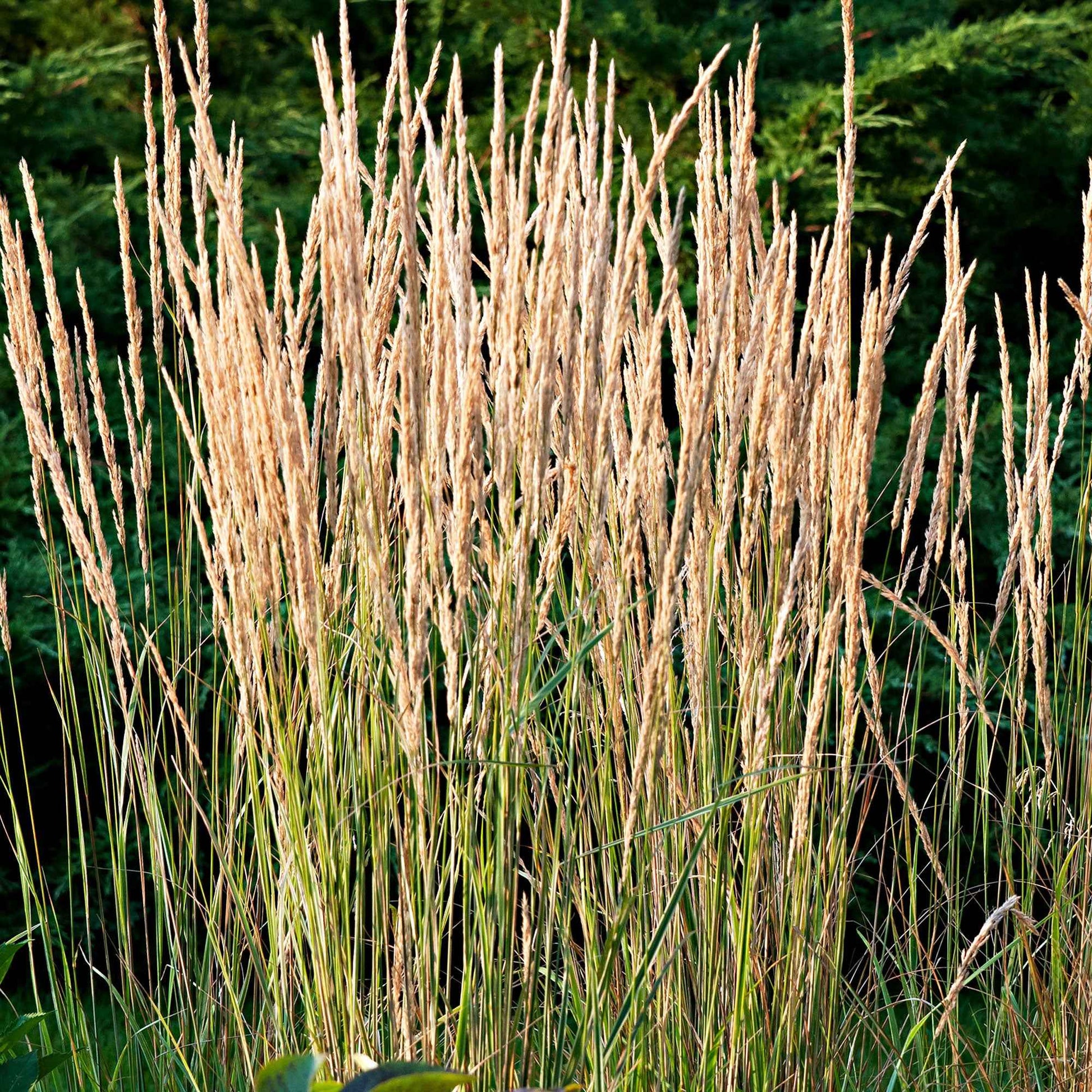 Reitgras ‘Overdam’ - Calamagrostis acutiflora overdam - Bakker