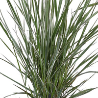 Calamagrostis acutiflora overdam - Reitgras ‘Overdam’ - Gräser
