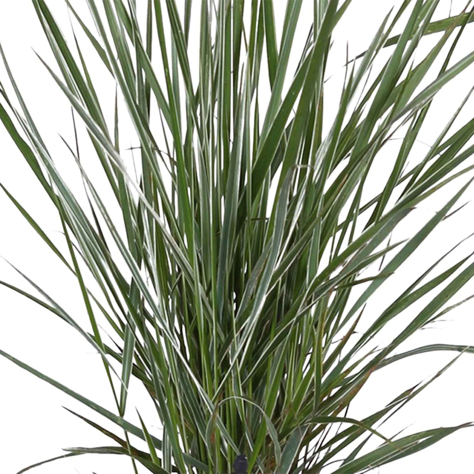Calamagrostis acutiflora overdam - Reitgras ‘Overdam’ - Gräser