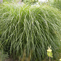 Chinaschilf 'Yaku-Jima' - Miscanthus sinensis Yaku Jima - Bakker