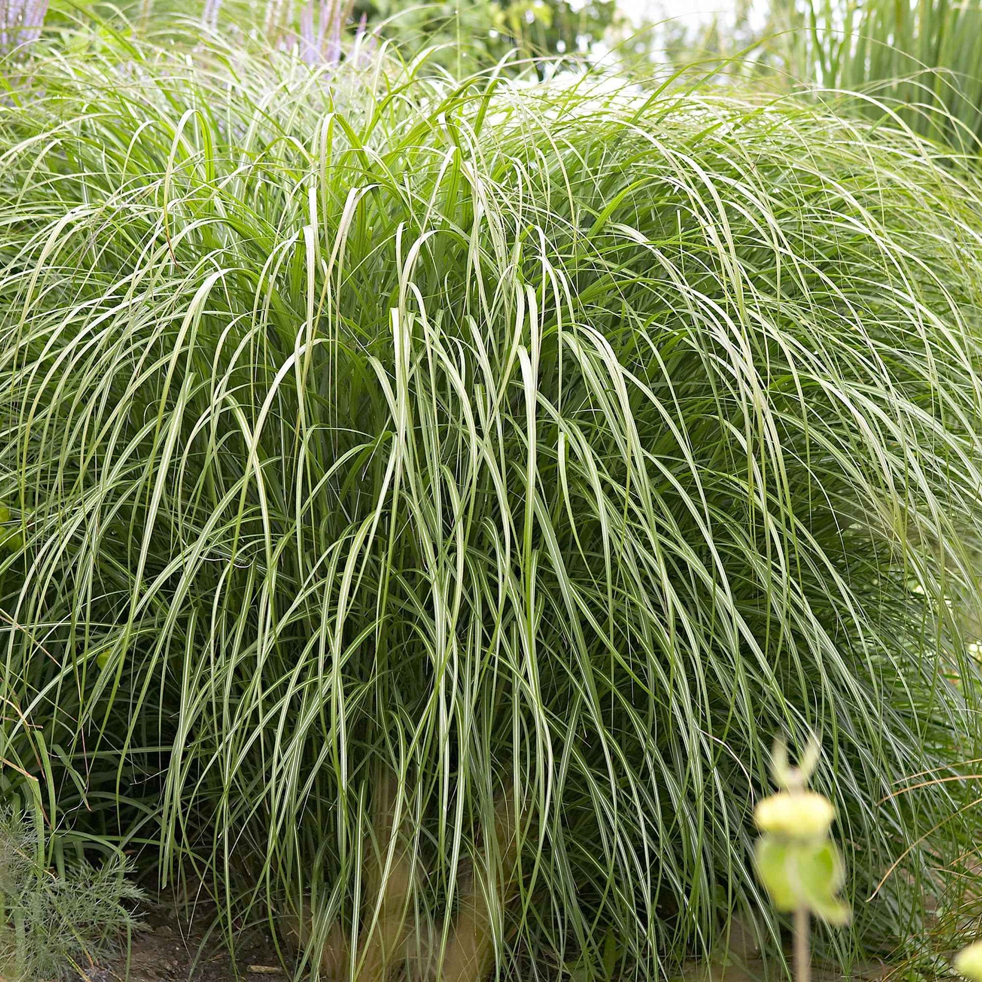 Chinaschilf 'Yaku-Jima' - Miscanthus sinensis Yaku Jima - Bakker