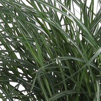 Miscanthus sinensis Yaku Jima - Chinaschilf 'Yaku-Jima' - Miscanthus